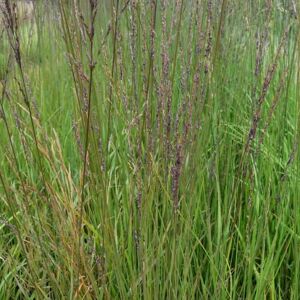 Molinia caerulea ssp. caerulea 'Karl Foerster' ---